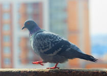 Pigeon Maple Grove