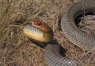 Blueracer Snake