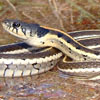 Common Garter Snake Lakeville