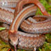 Redbelly Snake Eden Prairie