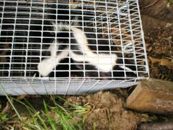 Skunk in cage