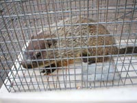 Woodchuck Removal